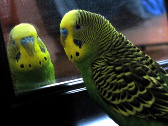 Как научить попугая разговаривать. Как научить говорить попугая.