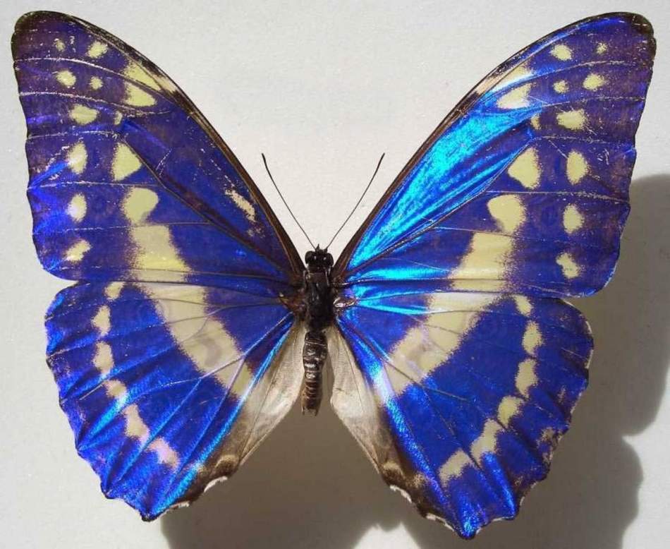 Что такое «Эффект бабочки»? «Эффект бабочки»: научная теория.