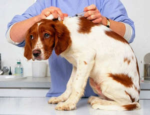  Собачья чумка: первые признаки и профилактика лечения.