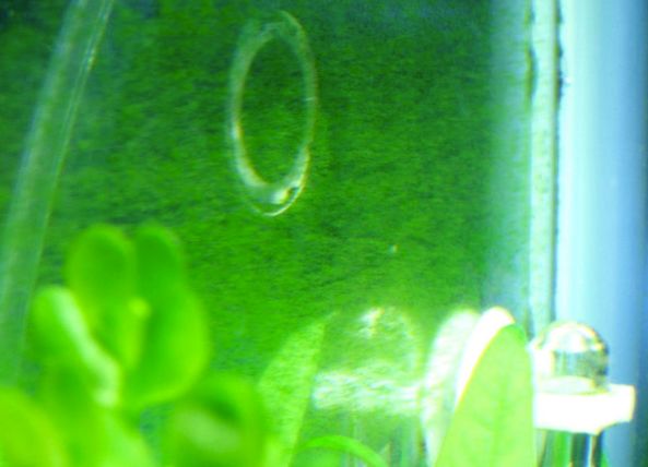 Искусственные водоросли в аквариуме. Начнём с простого: аквариумные растения для начинающих. Вьетнамка в аквариуме.