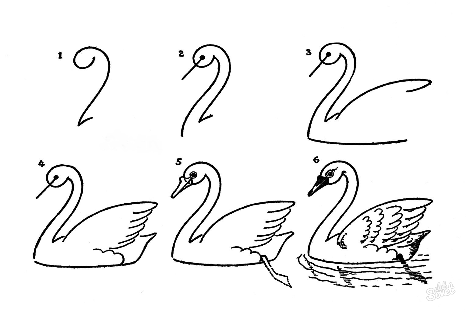 Как рисовать лебедя карандашом поэтапно для начинающих. Как нарисовать лебедя: карандашом поэтапно видео