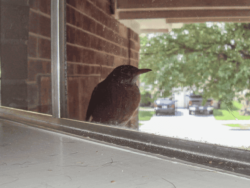 Почему стучат в окно. Птица залетела в окно. Птички на окна. Птица влетела в окно. Птица бьется в окно.