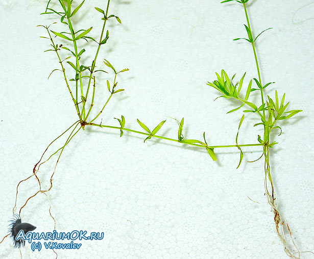 Hydrilla verticillata leaf перевод. Гидрилла мутовчатая. Элодея аквариумное растение. Гидрилла мутовчатая в аквариуме. Гидрилла мутовчатая цветы.