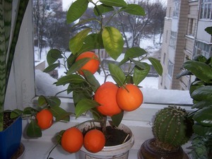 Как растет мандариновое дерево. Мандаринка с подоконника: как вырастить мандариновое деревце у себя дома.