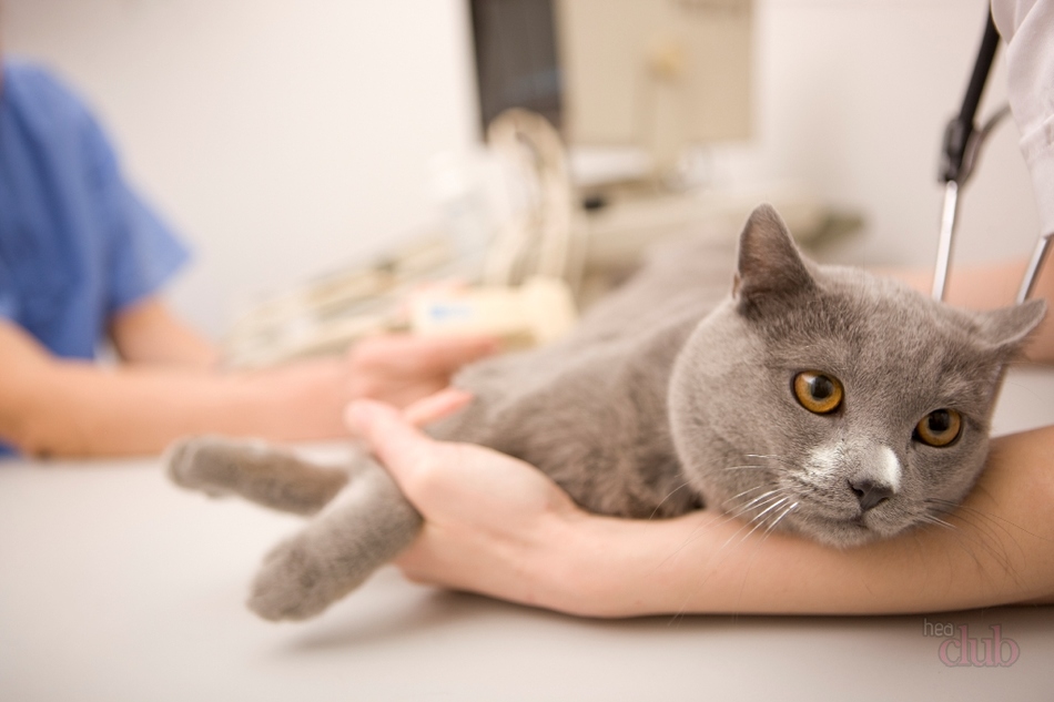 Осложнения после кастрации инфекции кобелей и котов. Послекастрационные осложнения у животных.