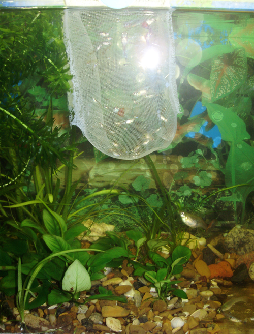  Нерестовый аквариум или спасение жизни мальков.