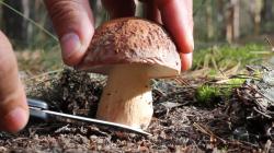 Время и условия роста грибов опят в лесу Через сколько вырастает гриб после
