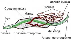 Тип Круглые черви. Общая характеристика. Нематоды (круглые черви) Отделы тела круглых червей
