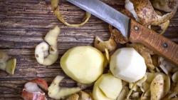 Картофельные очистки как лучшее удобрение для смородины