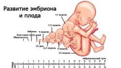 Третий триместр беременности: время ожидания триместр: возможные болезни