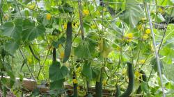 Чем поливать огурцы для хорошего урожая: народные средства Удобрение для роста плодов огурцов