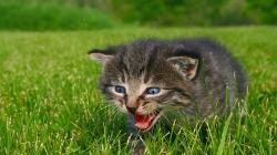 Сонники о котятах: к чему снится котёнок?